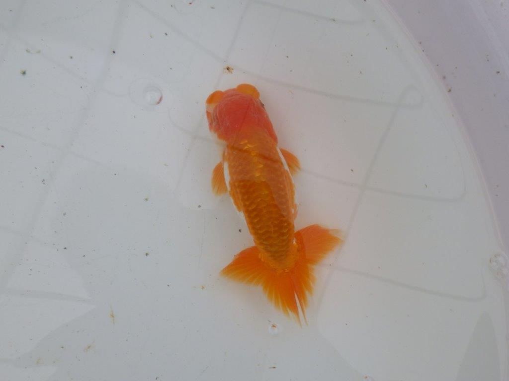 【大切にしてきた当歳らんちゅう 】超お勧め系統　派手な更紗　B　約13,5cm  オス？