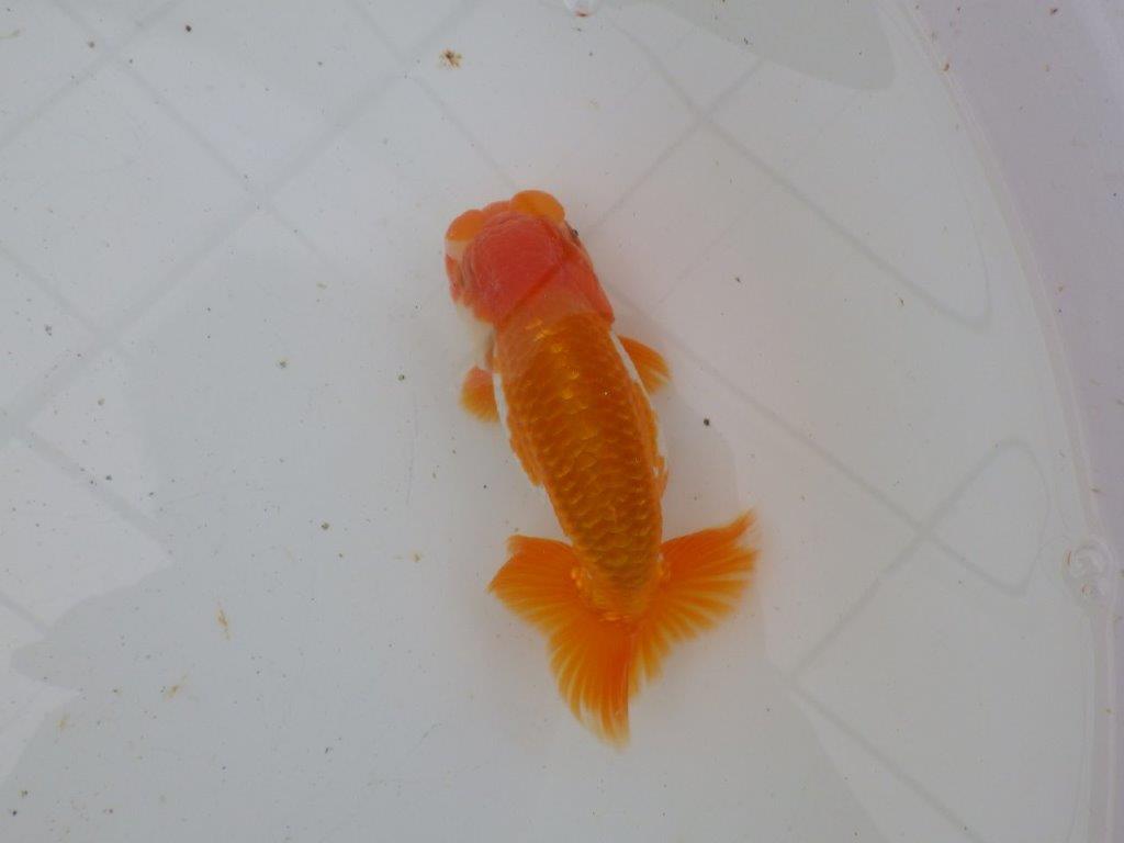 【大切にしてきた当歳らんちゅう 】超お勧め系統　派手な更紗　B　約13,5cm  オス？