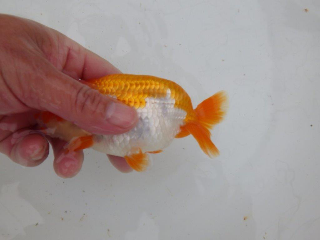 【大切にしてきた当歳らんちゅう 】超お勧め系統　派手な更紗　B　約13,5cm  オス？