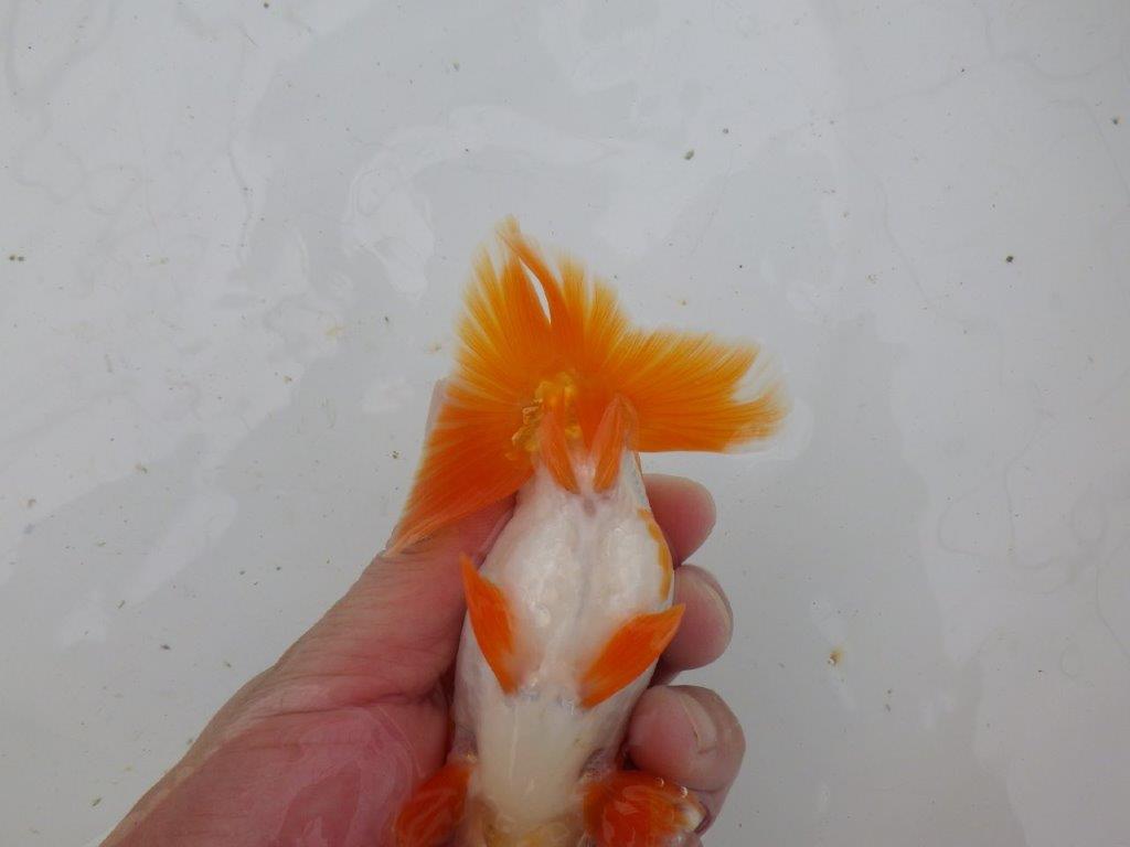 【大切にしてきた当歳らんちゅう 】超お勧め系統　派手な更紗　B　約13,5cm  オス？