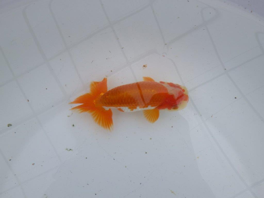 【大切にしてきた当歳らんちゅう 】超お勧め系統　派手な更紗　C　約13cm  オス？