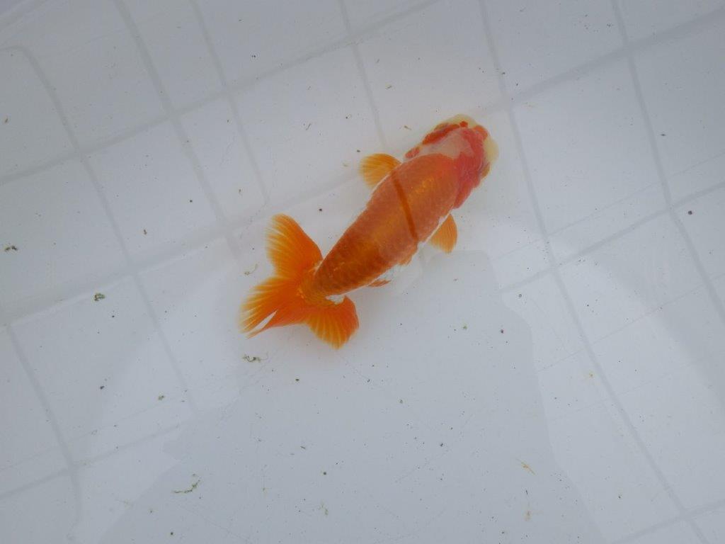 【大切にしてきた当歳らんちゅう 】超お勧め系統　派手な更紗　C　約13cm  オス？