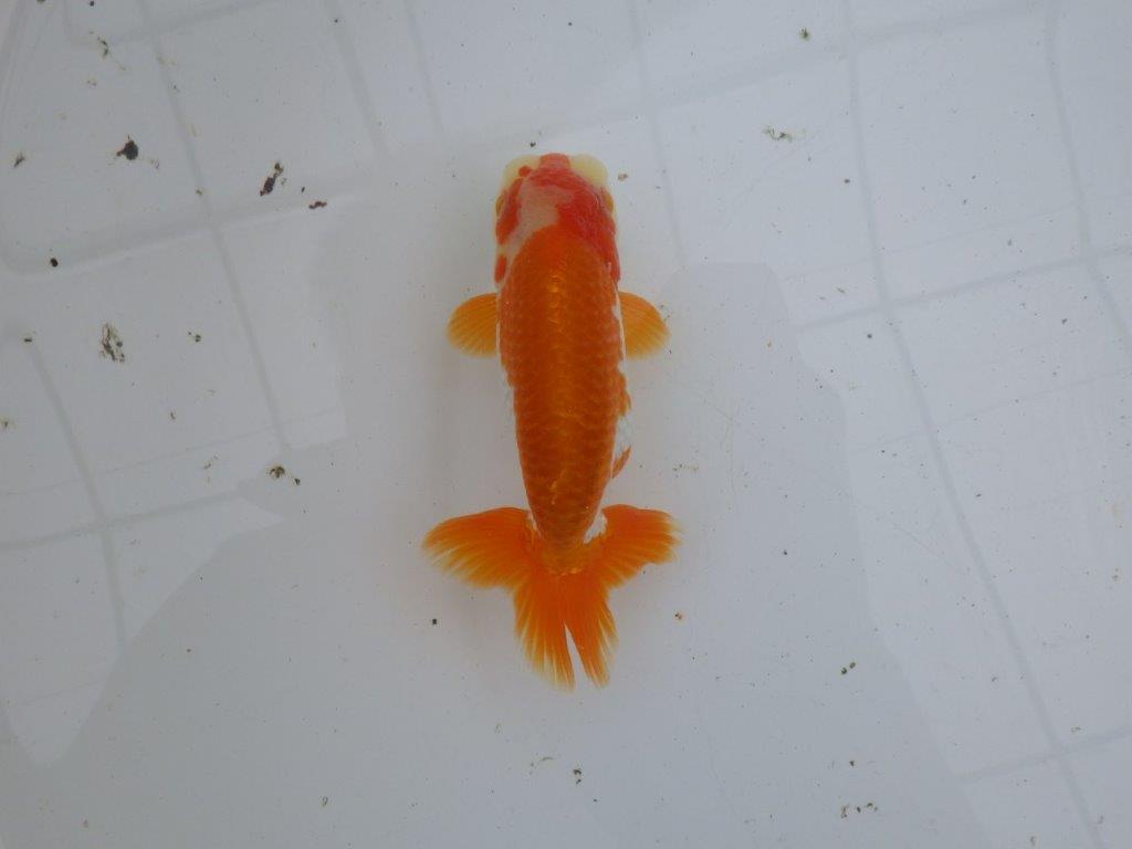 【大切にしてきた当歳らんちゅう 】超お勧め系統　派手な更紗　C　約13cm  オス？