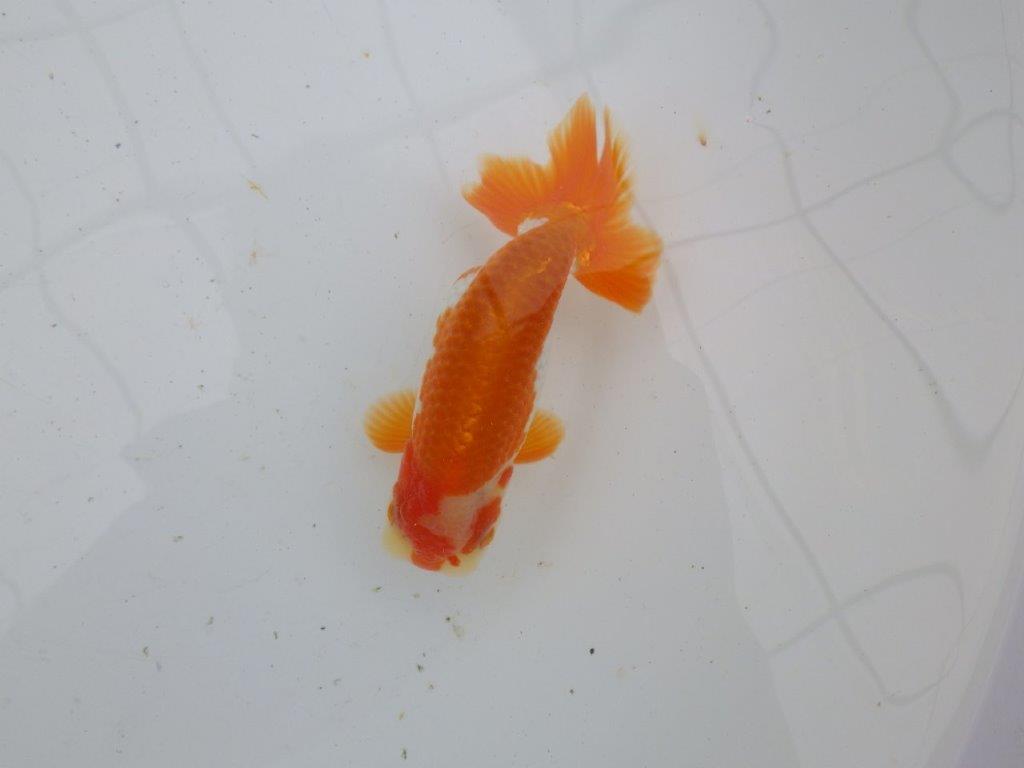 【大切にしてきた当歳らんちゅう 】超お勧め系統　派手な更紗　C　約13cm  オス？