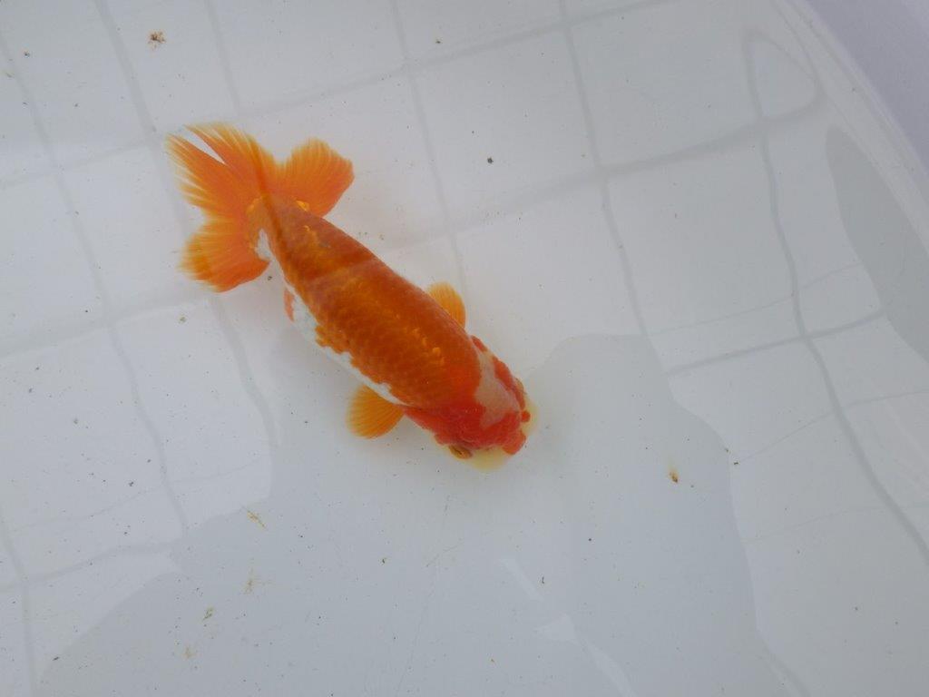 【大切にしてきた当歳らんちゅう 】超お勧め系統　派手な更紗　C　約13cm  オス？の上身