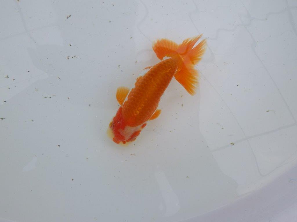 【大切にしてきた当歳らんちゅう 】超お勧め系統　派手な更紗　C　約13cm  オス？