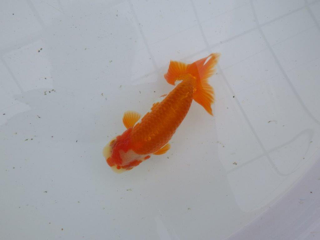 【大切にしてきた当歳らんちゅう 】超お勧め系統　派手な更紗　C　約13cm  オス？