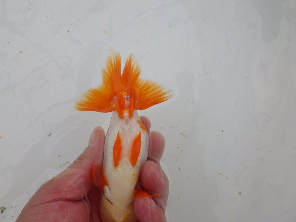 【大切にしてきた当歳らんちゅう 】超お勧め系統　派手な更紗　C　約13cm  オス？