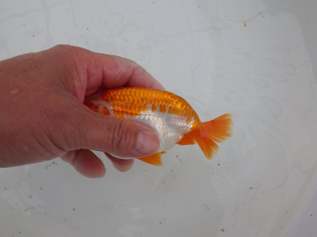 【大切にしてきた当歳らんちゅう 】超お勧め系統　派手な更紗　C　約13cm  オス？