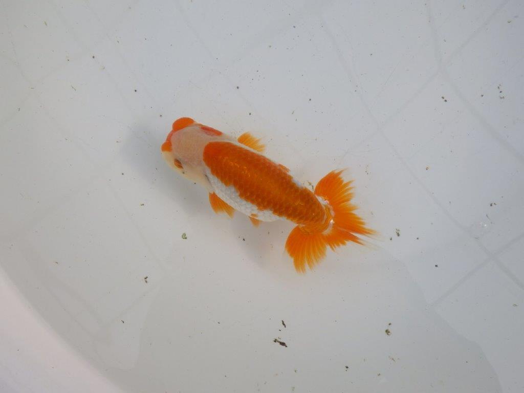 【大切にしてきた当歳らんちゅう 】超お勧め系統 飼い込みお勧め D 約14,5cm オス?