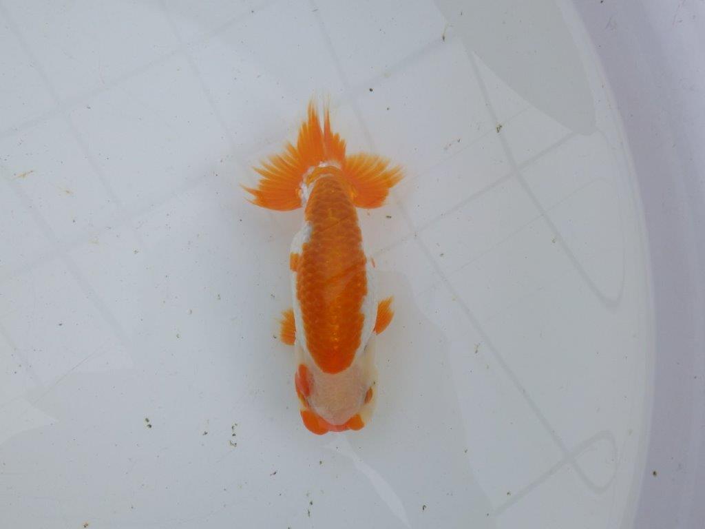 【大切にしてきた当歳らんちゅう 】超お勧め系統 飼い込みお勧め D 約14,5cm オス?