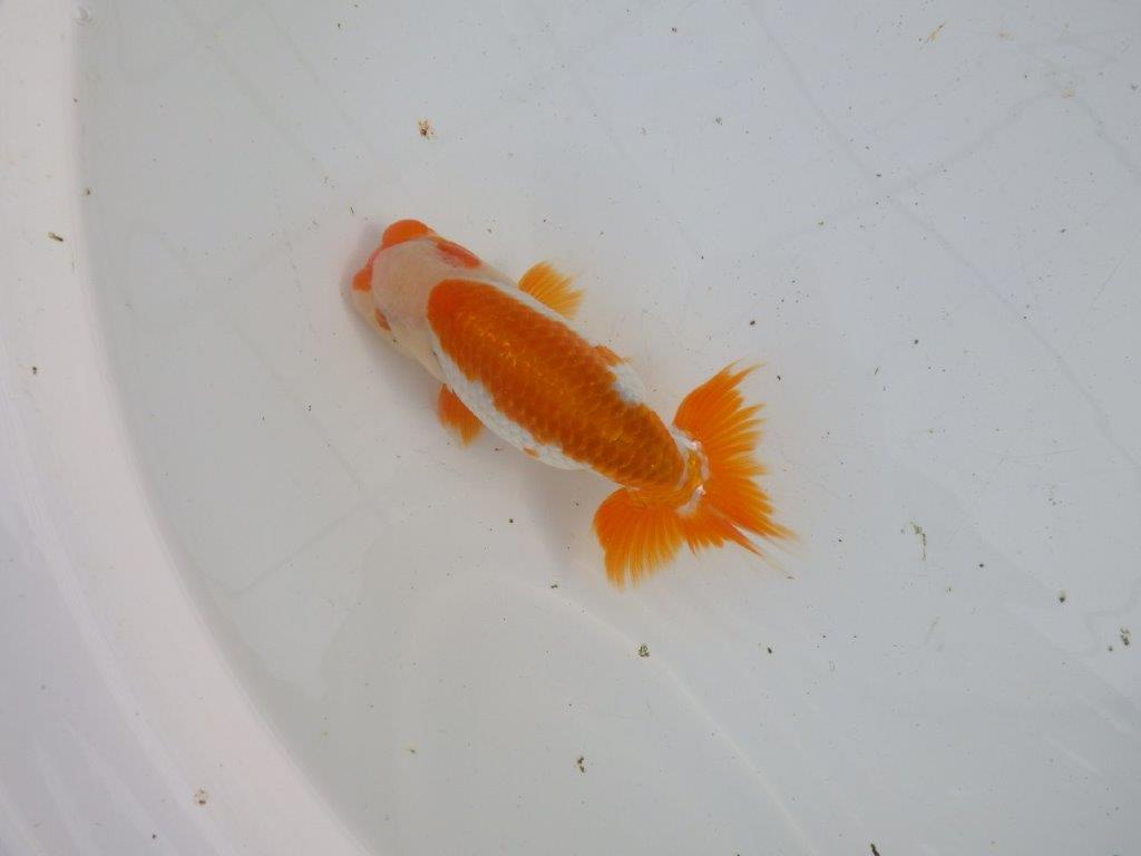 【大切にしてきた当歳らんちゅう 】超お勧め系統 飼い込みお勧め D 約14,5cm オス?