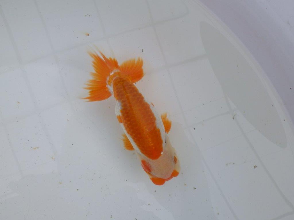 【大切にしてきた当歳らんちゅう 】超お勧め系統　飼い込みお勧め　D　約14,5cm  オス？の上身