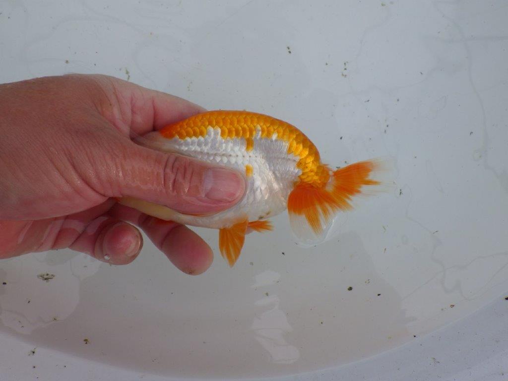 【大切にしてきた当歳らんちゅう 】超お勧め系統 飼い込みお勧め D 約14,5cm オス?