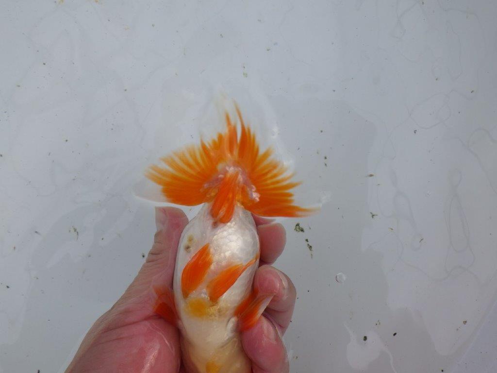 【大切にしてきた当歳らんちゅう 】超お勧め系統 飼い込みお勧め D 約14,5cm オス?