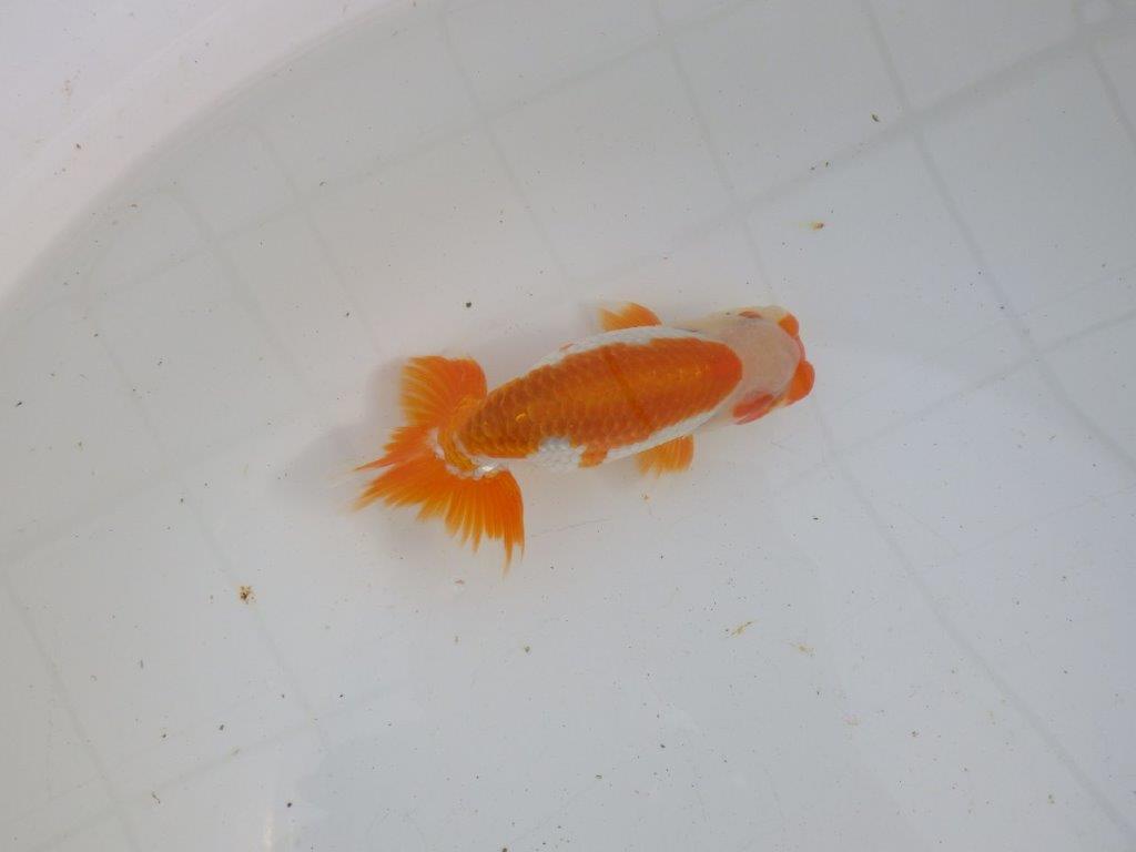 【大切にしてきた当歳らんちゅう 】超お勧め系統 飼い込みお勧め D 約14,5cm オス?