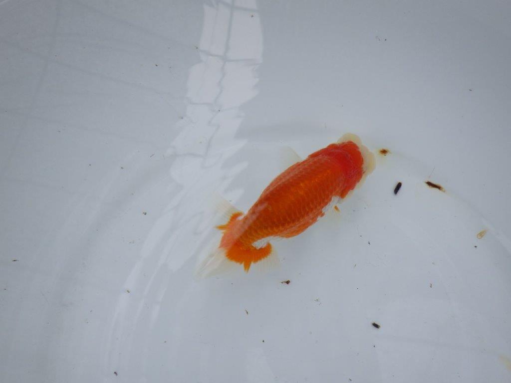 【大切にしてきた当歳らんちゅう 】おすすめ系統　鈴木克己氏　A　約12,5cm  オス？