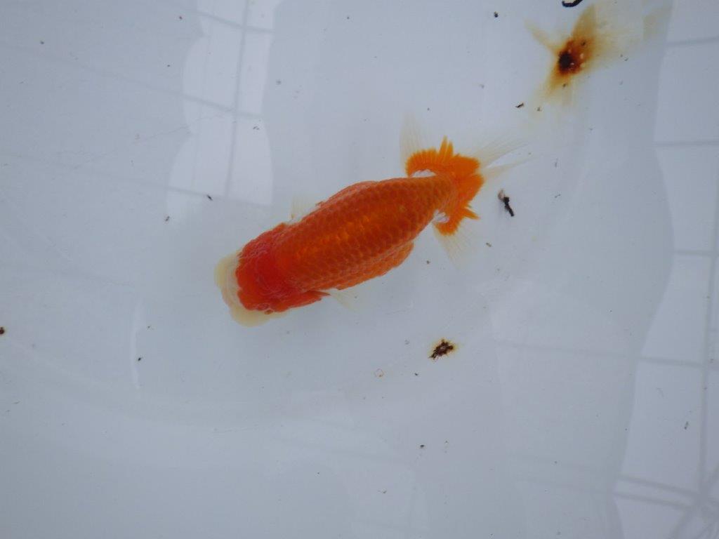 【大切にしてきた当歳らんちゅう 】おすすめ系統　鈴木克己氏　A　約12,5cm  オス？