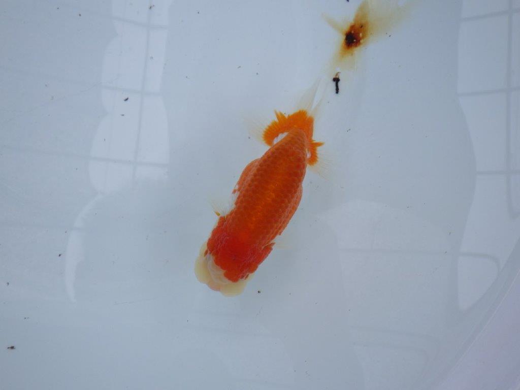 【大切にしてきた当歳らんちゅう 】おすすめ系統　鈴木克己氏　A　約12,5cm  オス？