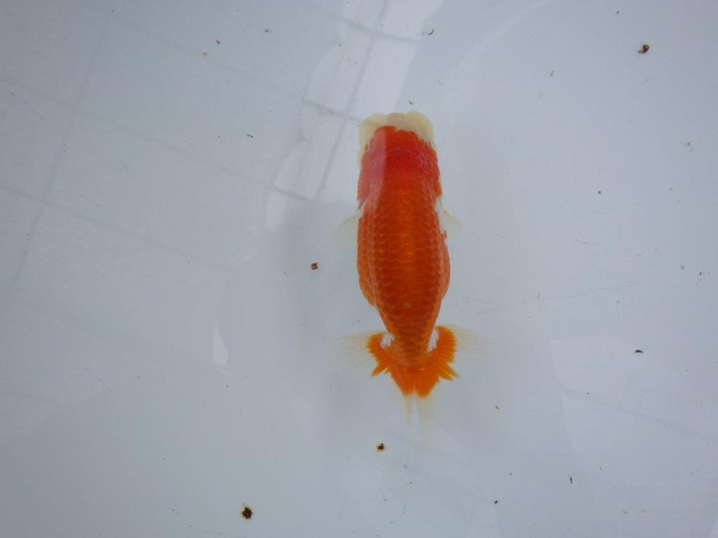 【大切にしてきた当歳らんちゅう 】おすすめ系統　鈴木克己氏　A　約12,5cm  オス？の上身