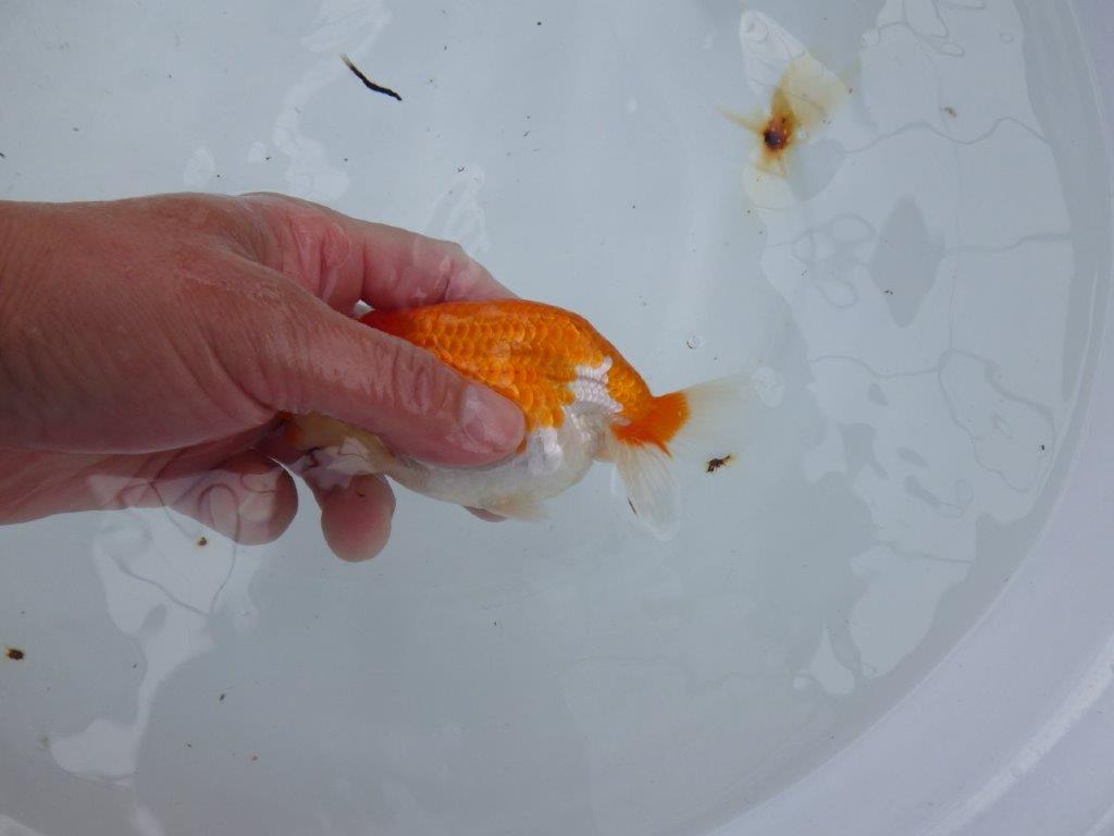 【大切にしてきた当歳らんちゅう 】おすすめ系統　鈴木克己氏　A　約12,5cm  オス？