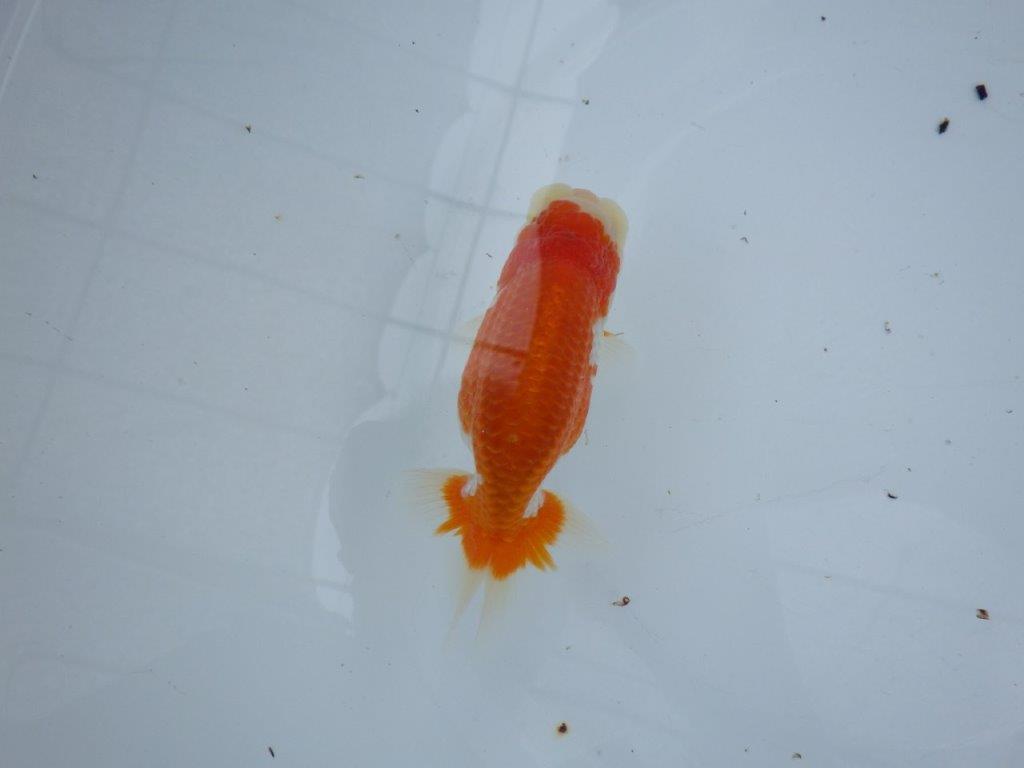 【大切にしてきた当歳らんちゅう 】おすすめ系統　鈴木克己氏　A　約12,5cm  オス？