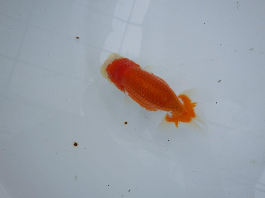 【大切にしてきた当歳らんちゅう 】おすすめ系統　鈴木克己氏　A　約12,5cm  オス？