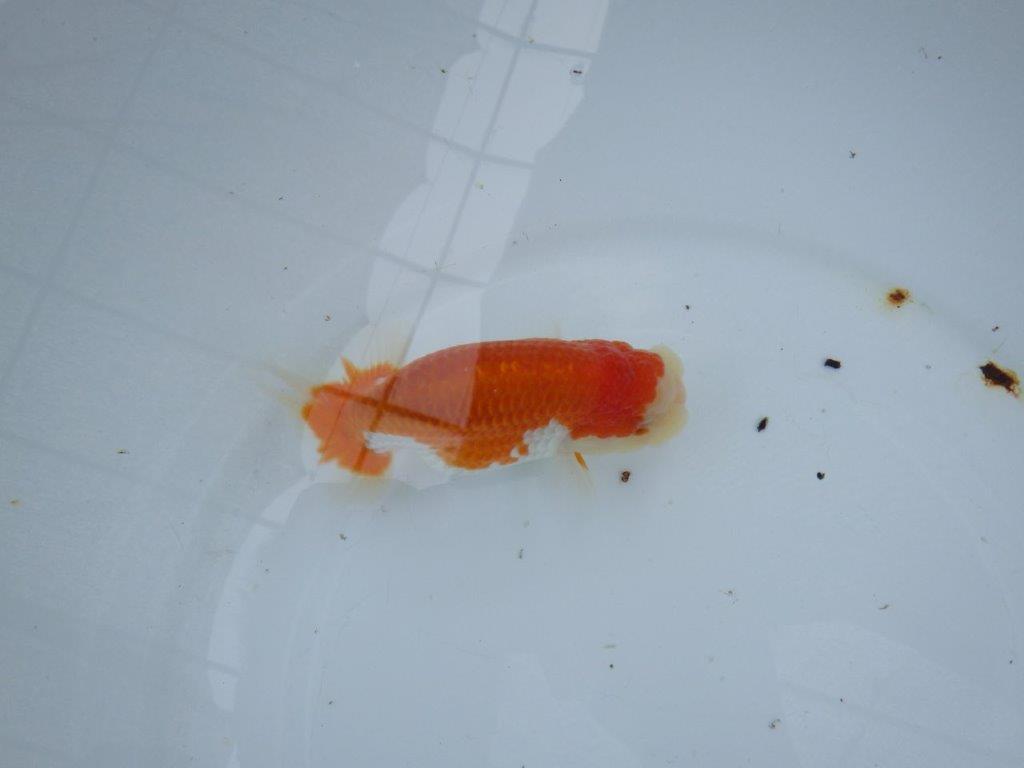 【大切にしてきた当歳らんちゅう 】おすすめ系統　鈴木克己氏　A　約12,5cm  オス？