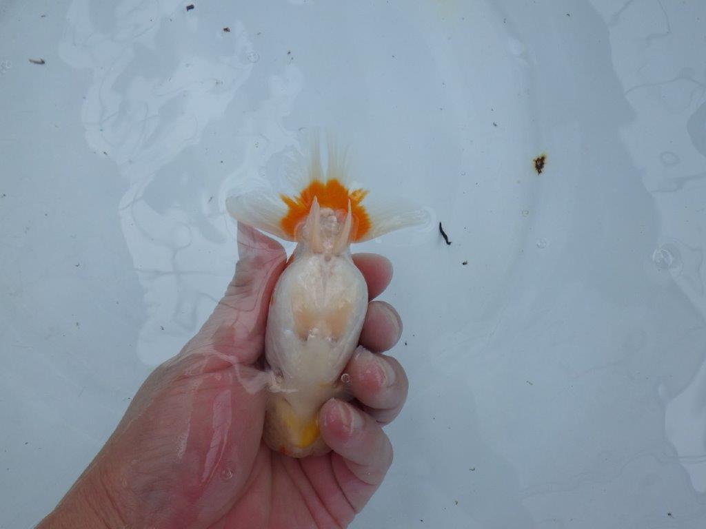 【大切にしてきた当歳らんちゅう 】おすすめ系統　鈴木克己氏　A　約12,5cm  オス？