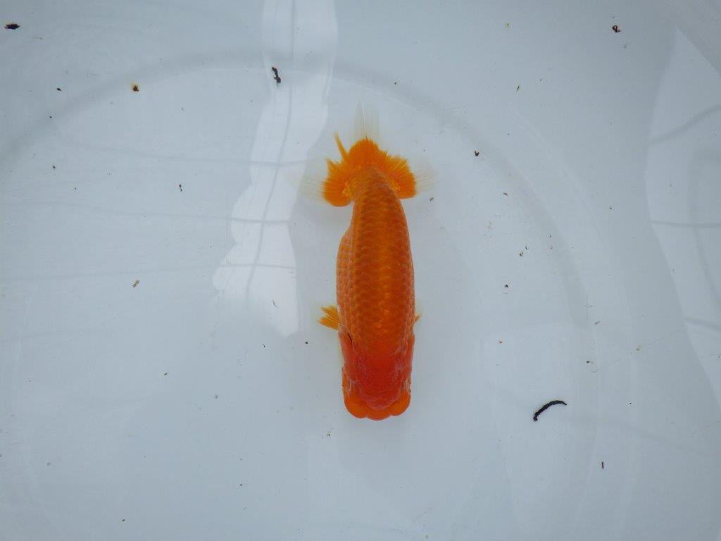 【大切にしてきた当歳らんちゅう 】二歳つくりに! 鈴木克己氏 B 約14cm オス?