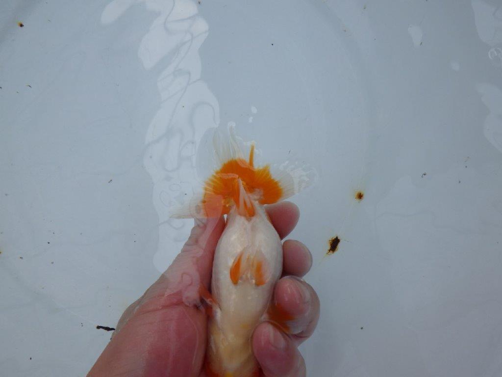 【大切にしてきた当歳らんちゅう 】二歳つくりに! 鈴木克己氏 B 約14cm オス?