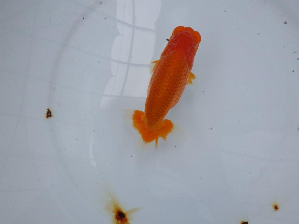 【大切にしてきた当歳らんちゅう 】二歳つくりに! 鈴木克己氏 B 約14cm オス?