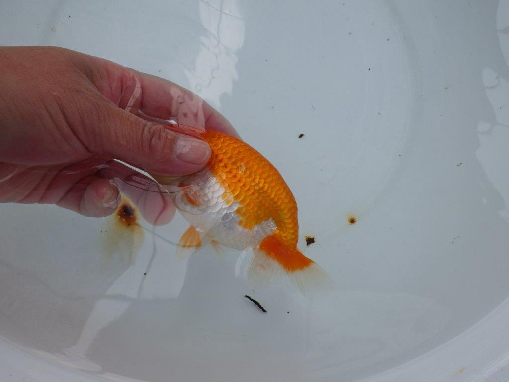 【大切にしてきた当歳らんちゅう 】二歳つくりに! 鈴木克己氏 B 約14cm オス?