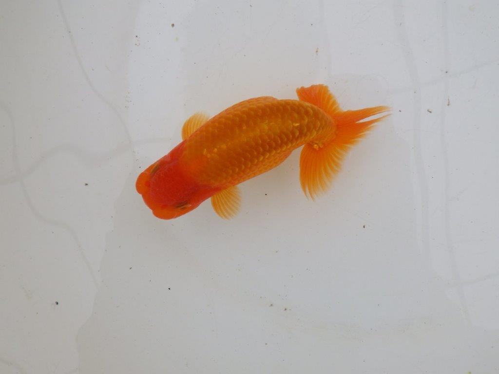 【 愛知超優良系統様】背なりが綺麗で尾のフンいいも良い当歳らんちゅう　約14㎝  オス