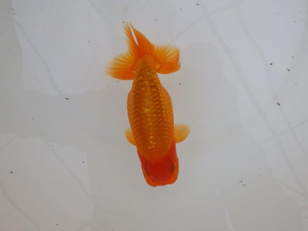 【 愛知超優良系統様】背なりが綺麗で尾のフンいいも良い当歳らんちゅう　約14㎝  オス