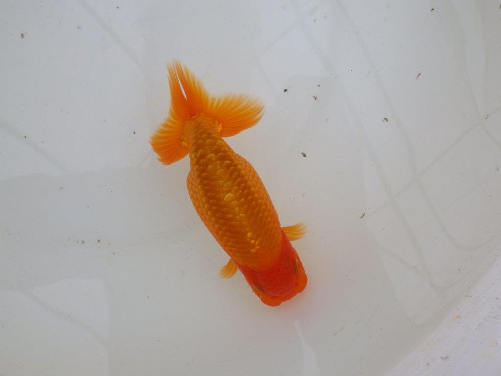 【 愛知超優良系統様】背なりが綺麗で尾のフンいいも良い当歳らんちゅう　約14㎝  オス