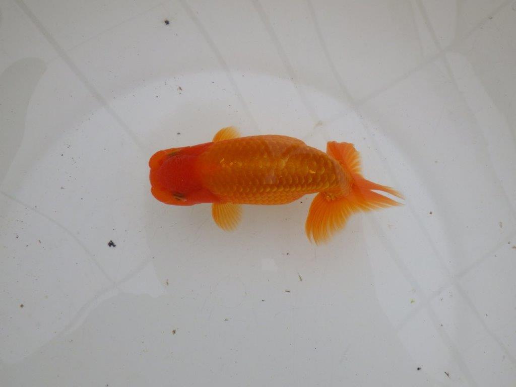 【 愛知超優良系統様】背なりが綺麗で尾のフンいいも良い当歳らんちゅう　約14㎝  オス