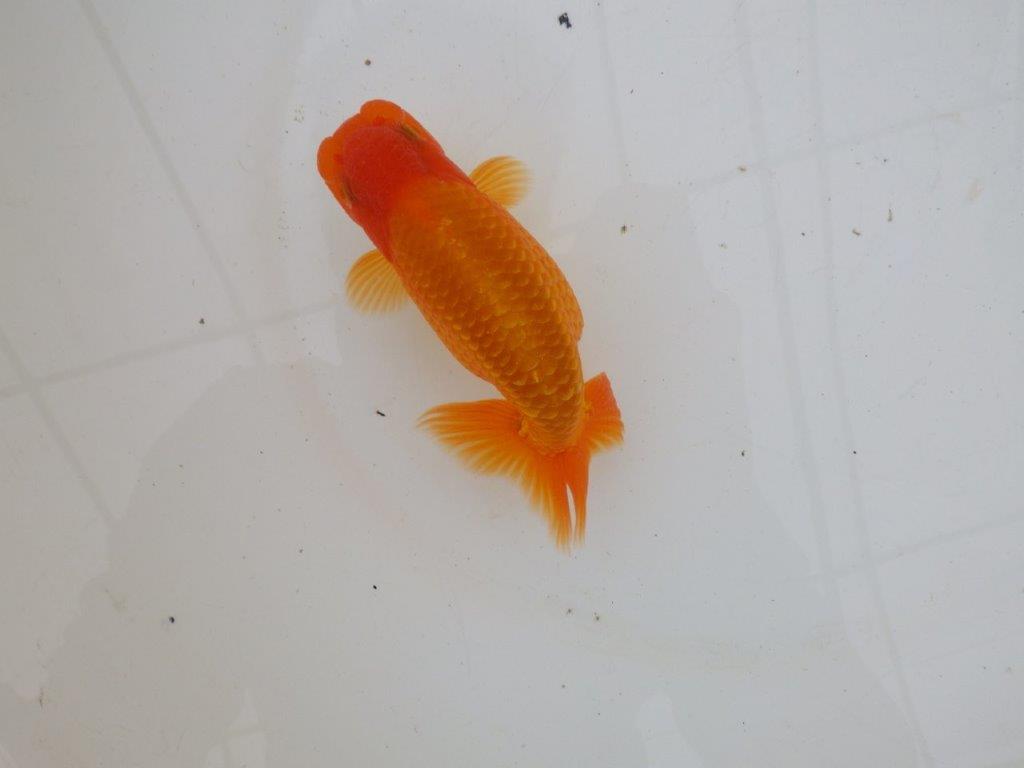 【 愛知超優良系統様】背なりが綺麗で尾のフンいいも良い当歳らんちゅう　約14㎝  オス