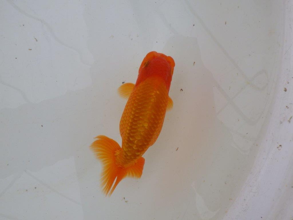 【 愛知超優良系統様】背なりが綺麗で尾のフンいいも良い当歳らんちゅう　約14㎝  オス