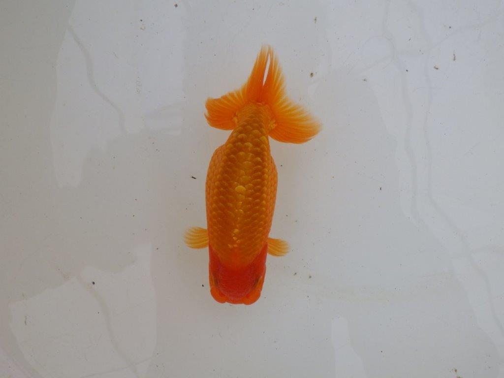 【 愛知超優良系統様】背なりが綺麗で尾のフンいいも良い当歳らんちゅう　約14㎝  オスの上身