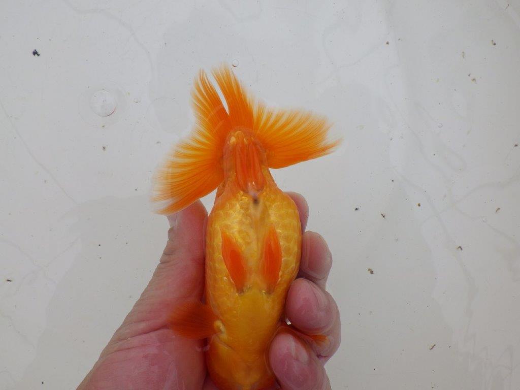 【 愛知超優良系統様】背なりが綺麗で尾のフンいいも良い当歳らんちゅう　約14㎝  オス