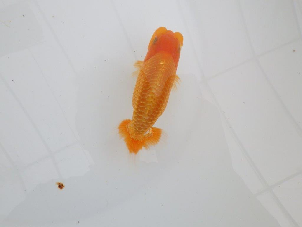 【 全国大会西大関獲得ブリーダー】頭も良く背も綺麗　当歳らんちゅう　西大関系統　約12,5㎝  オス？