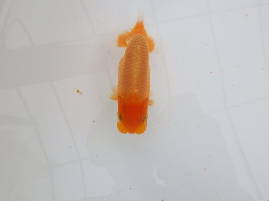 【 全国大会西大関獲得ブリーダー】頭も良く背も綺麗　当歳らんちゅう　西大関系統　約12,5㎝  オス？