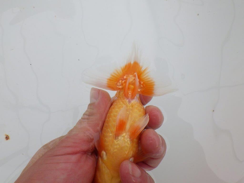 【 全国大会西大関獲得ブリーダー】頭も良く背も綺麗　当歳らんちゅう　西大関系統　約12,5㎝  オス？