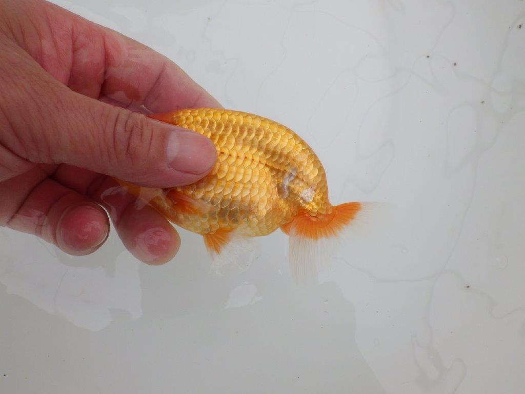 【 全国大会西大関獲得ブリーダー】頭も良く背も綺麗　当歳らんちゅう　西大関系統　約12,5㎝  オス？