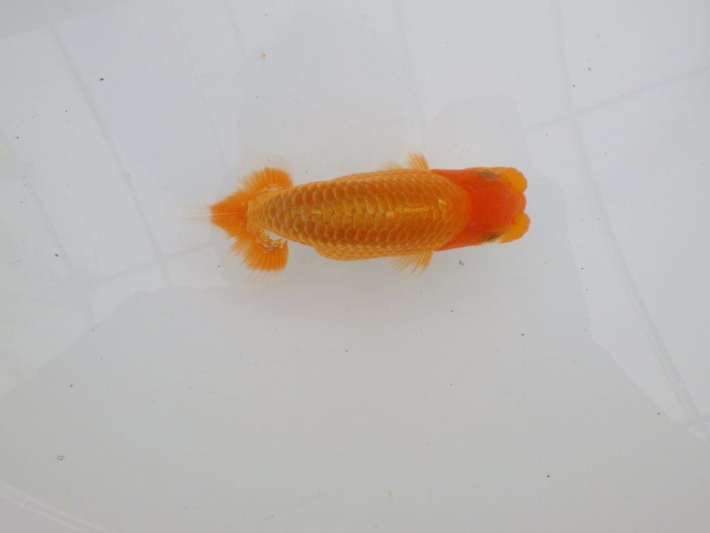 【 全国大会西大関獲得ブリーダー】頭も良く背も綺麗　当歳らんちゅう　西大関系統　約12,5㎝  オス？