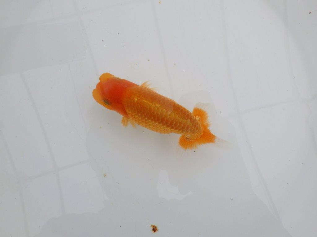 【 全国大会西大関獲得ブリーダー】頭も良く背も綺麗　当歳らんちゅう　西大関系統　約12,5㎝  オス？