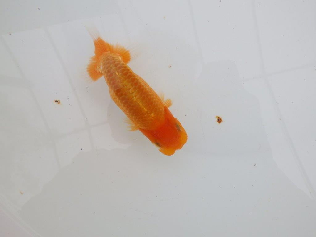 【 全国大会西大関獲得ブリーダー】頭も良く背も綺麗　当歳らんちゅう　西大関系統　約12,5㎝  オス？