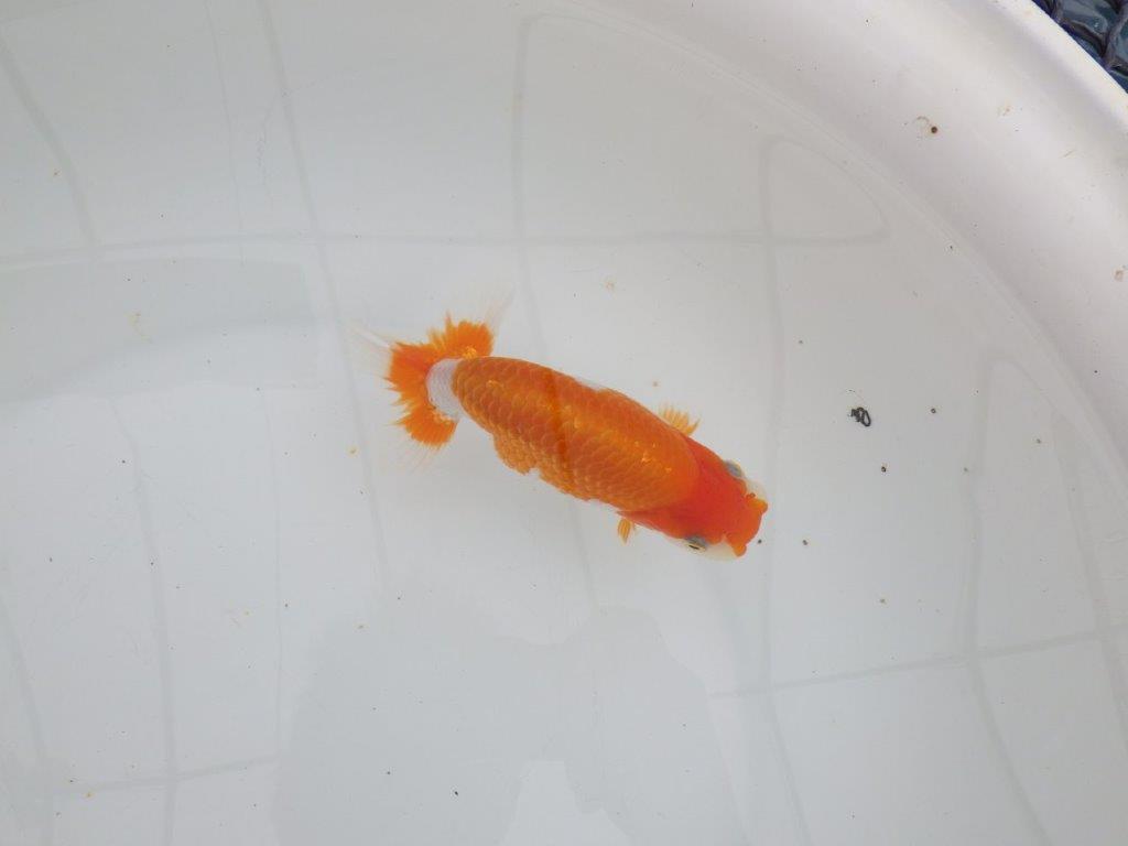 【 全国大会西大関獲得ブリーダー】種にもお勧めの上系統　当歳らんちゅう　西大関系統　約14㎝  メス？