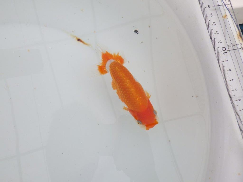 【 全国大会西大関獲得ブリーダー】種にもお勧めの上系統　当歳らんちゅう　西大関系統　約14㎝  メス？